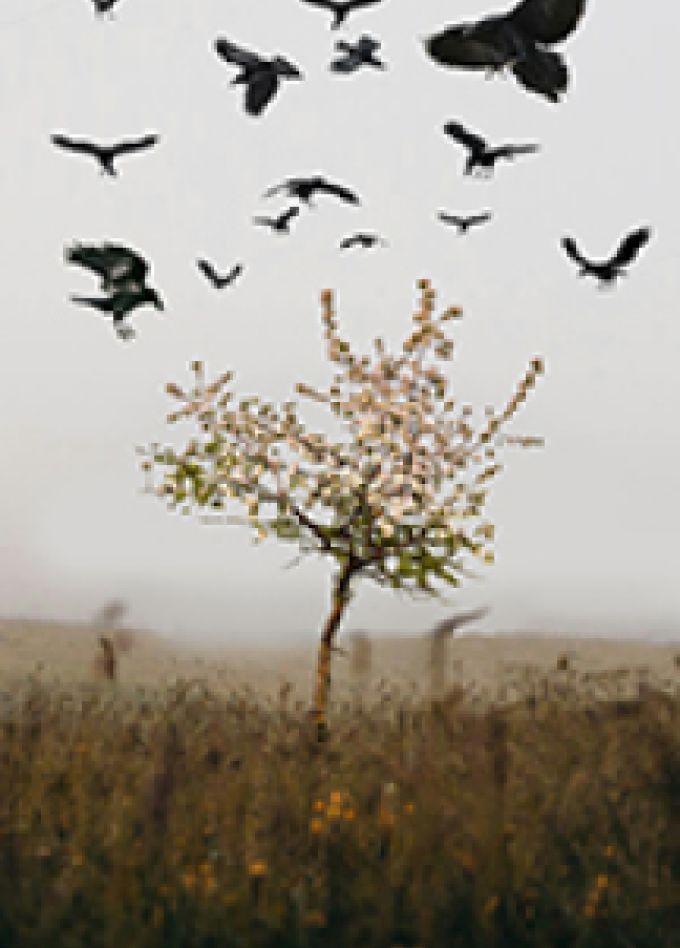 Царская Невеста